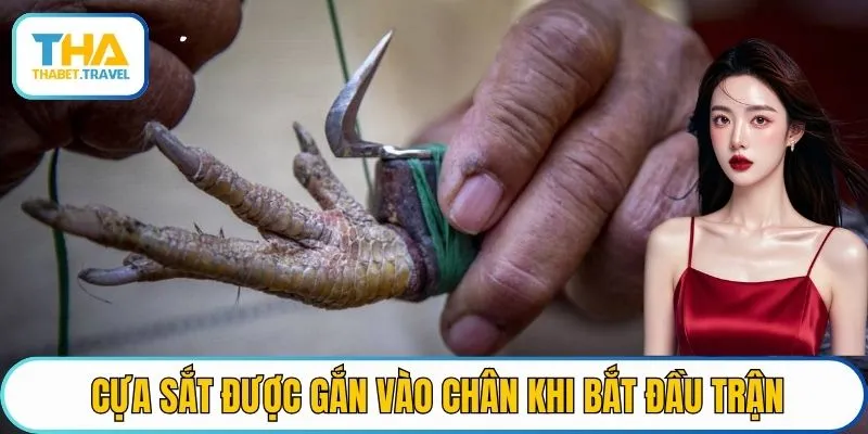 Cựa sắt được gắn vào chân khi vào trận