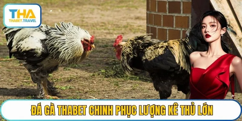 Đá gà Thabet chinh phục lượng kê thủ lớn