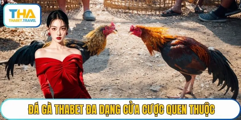 Đá gà Thabet đa dạng cửa cược quen thuộc