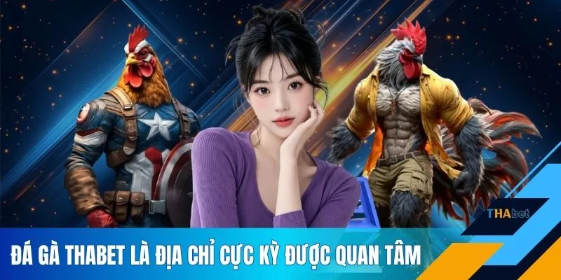 Đá gà THABET là địa chỉ cực kỳ được quan tâm